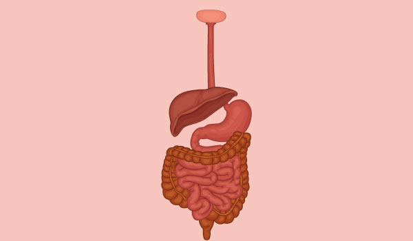 Gastroenterology deals with the digestive system and its disorders. Diseases affecting the gastrointestinal tract, which include the organs from mouth into anus, along the alimentary canal, are the focus of this speciality.